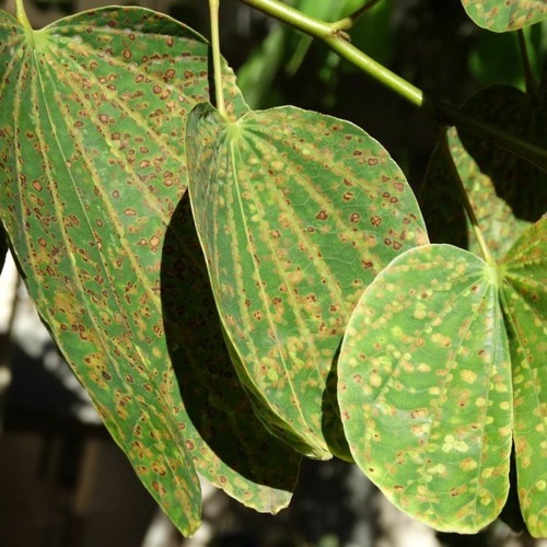 Rotations of Life w/ Danell Anthony & Braga Circuit - July 2021