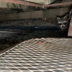 AAAC Wildlife Removal of Mobile - Raccoon Trappers Mobile