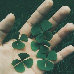 The Phased Clover Field