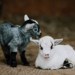 YNW BSLIME - Okay (@gelooooh)