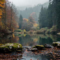 Leaves on the Lake