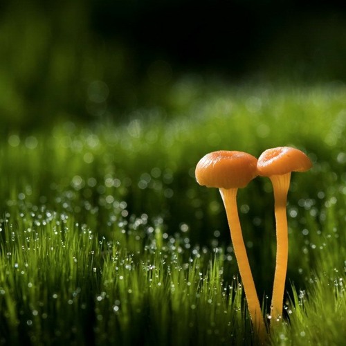 Live @ Kahurangi Winter Solstice 2020