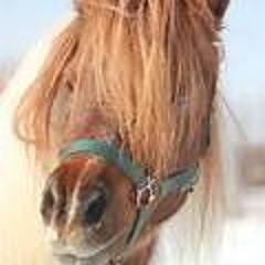 Raving Horse # 10 "Live im Ponystall" 2024-1