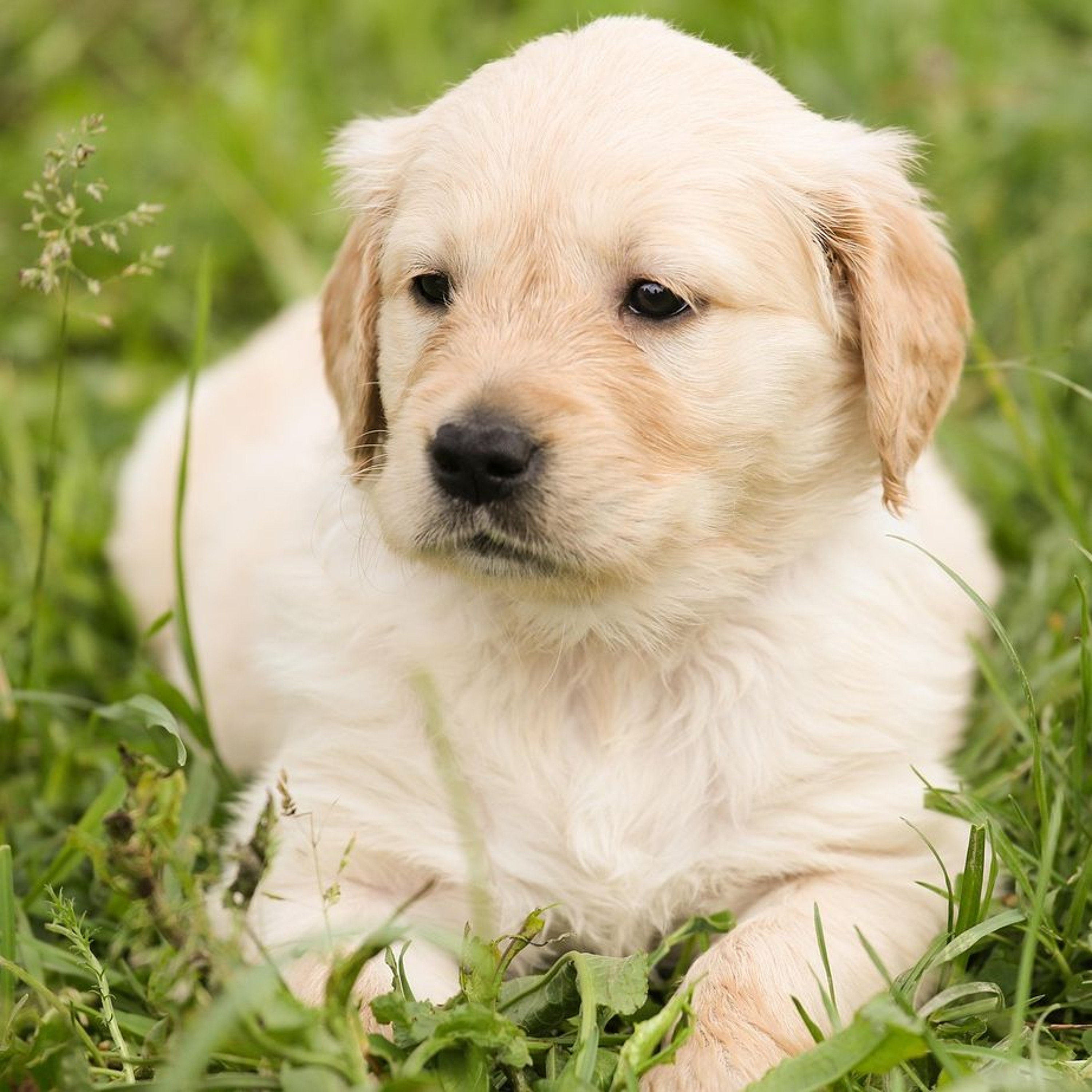 Garden hazards for pets:  10 min podcast
