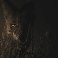 Nocturnal (Instrumental)