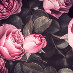 DOUTÉ (master 2025)