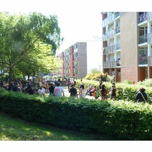 A VOL D'OISEAU - CAPSULE 9 - POULES ET POUSSINS