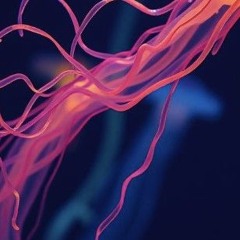 SOS Siphonophore ? 🤔🧐