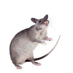Rats