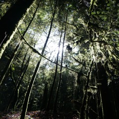 Rhizophora - mix recorded in march 2025