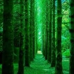 emerald forest.wav