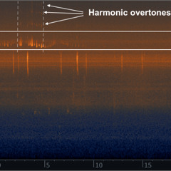 Ultrasonic vocalisations of grey headed flying foxes in Adelaide, South Australia (December 2024)
