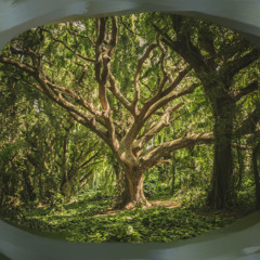 Jungle Stream