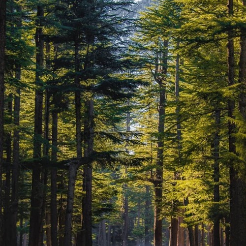 what i played at ushu forest, 9 pm (deep, tech, minimal – house) - (21/9/25)