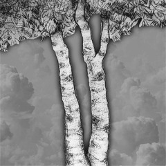 Birches