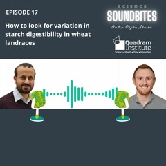 How to look for variation in starch digestibility in wheat landraces