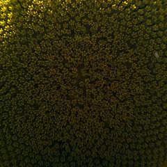 enveloppe neutron