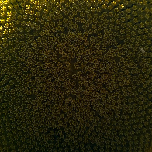 enveloppe neutron