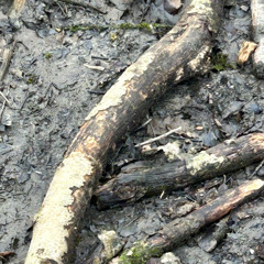 Hibernating insects start to surfa ce