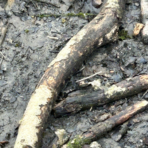 Hibernating insects start to surfa ce