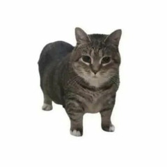 OIIA OIIA (Spinning Cat) Remix