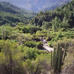 Las Esclerófilas - Esclerófila Soy