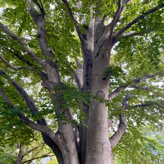 Grandmother Tree