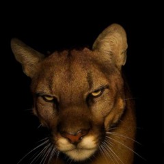 Stromae - Papaoutai (Slowed)