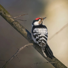The tiny Lesser Spotted Woodpecker