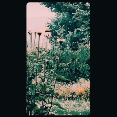 Полуничні папірці