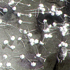 Memory/NobodyKnows (p. scarlet x dk / p. theairloom x okayjml)