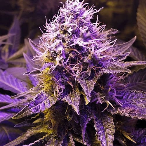 House Of Classics DJCriscodance - Club Purple Haze Morning Mix