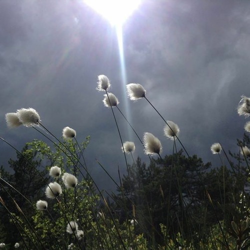 Liminal Objects - Earth Elements | Root Radio 20/01/2022