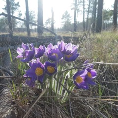 Yung Lean - Ghosttown x $uicideboy$ - Drugs/Hoes/Money