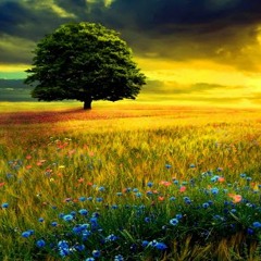 Inteligence - beutiful sunshine