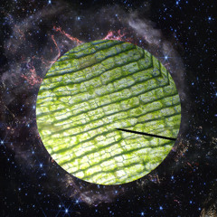 Tree of life