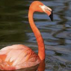 flamingo
