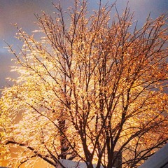 Diamonds In The Trees