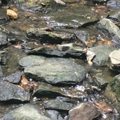 Impulses - Stillness Movement Threat Ease