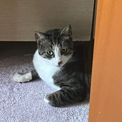 Niko