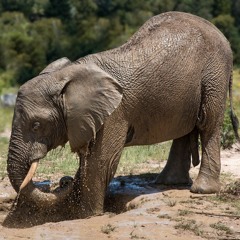코끼리 진흙 목욕 하는 듯한 비트 - A Muddy elephant (jazz hiphop beat) (Prod. SONGMO$$Y)