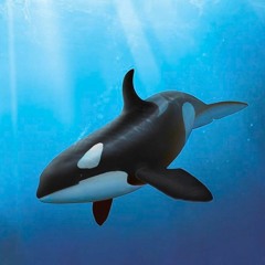 Orca
