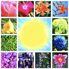 FLOWERS 1