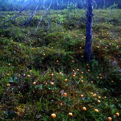 bisnesfinlandiahymni (live simultaneous multi-intstrumental unplugged)