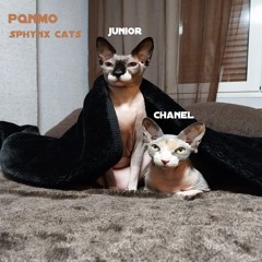 Sphynx Cats