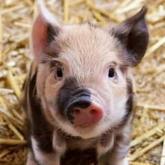 Neil Greg Let Me Show You AKA AKA Artenvielfalt mix Madison Avenue Don't Call Me Baby edit