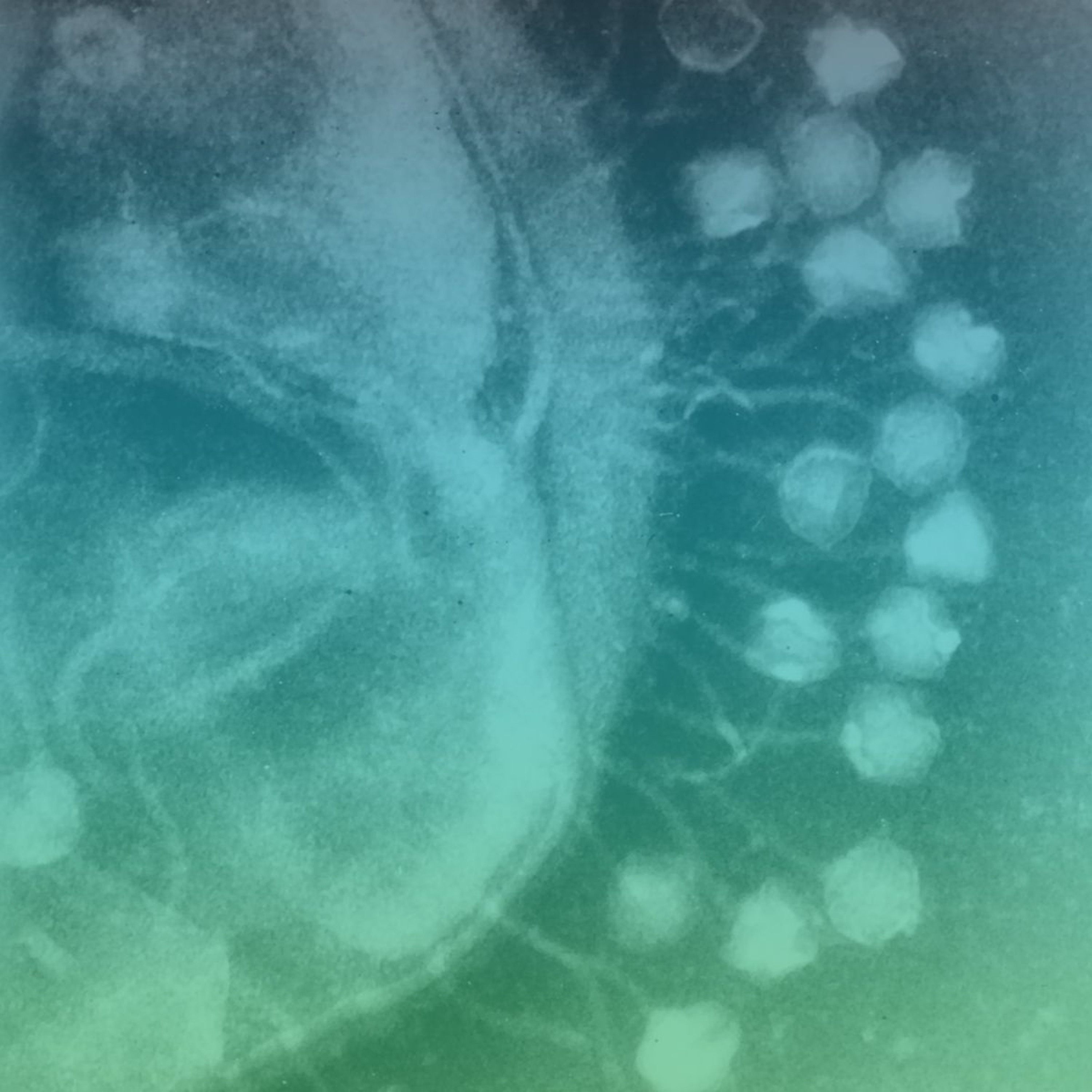 3 | Phages: My enemy's enemy is my friend