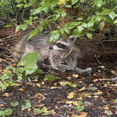 stain - jaydes cover