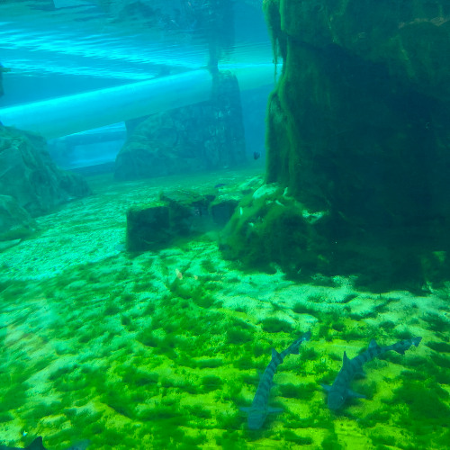 dance_with_me (Mastered with Thunder at 50pct)