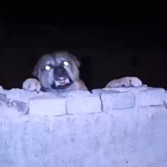 Blooming In Filth w/ CRISIS ACTING 200825